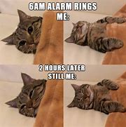 Image result for This Much Cat Meme