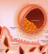Image result for What Does Implantation Bleeding Look Like