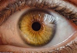 Image result for Yellow Iris Eyes