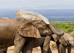 Image result for African Elephant Spraying Water