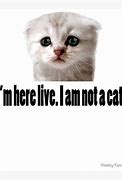 Image result for I'm Not a Cat Meme