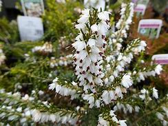 Image result for Erica darleyensis white perfection