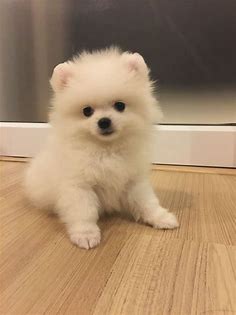 Pomeranian Fluffy Cutest Puppies - Pets Lovers