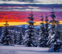 Image result for Winter Trees Romania 4K