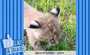 Image result for Funny Animal Vines