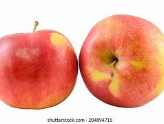 Image result for Jonathan Apple Tree