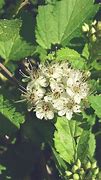 Image result for Physocarpus opulifolius Minion