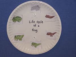 Image result for Frog Life Cycle Paper Plate
