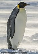 Image result for Black Emperor Penguin