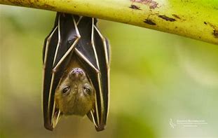 Image result for Bat Nature Photography HD