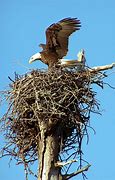 Image result for Bald Eagle Nest