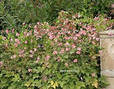 Image result for Anemone hybrida Hadspen Abundance