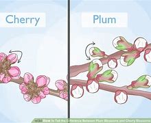 Image result for Cherry vs Plum Blossom
