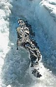 Image result for Frozen Mummies