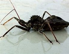 Image result for Wheel Bug