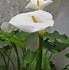 Image result for Zantedeschia Caruso