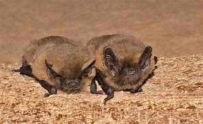 Image result for Bats in the Belfry