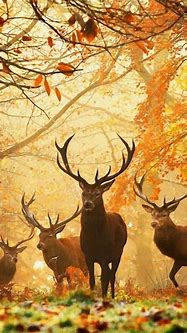 Image result for Deer Wallpaper iPhone