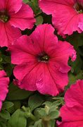 Image result for PETUNIA ANTIQUE ROSE