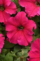 Image result for PETUNIA ANTIQUE ROSE