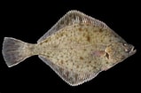 Image result for "platichthys Flesus". Size: 159 x 105. Source: adriaticnature.com