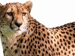 Image result for Cheetah Print Background Aesthetic