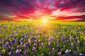 Image result for Rustic Flower Field