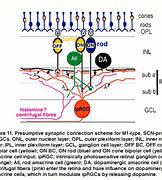 Image result for ipRGC Cone-Rod