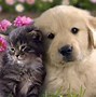 Image result for Beautiful Dog Wallpapers