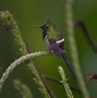 Image result for Discosura Trochilidae