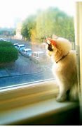 Image result for Cat Looking through Window