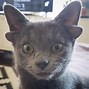 Image result for Kitt with 4 Ears