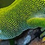 Image result for Greengrass Lizard