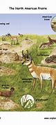 Image result for Prairie Animals List