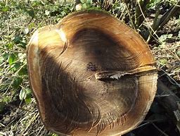 Image result for Oak Tree Cut in Half