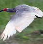 crested ibis 的图像结果