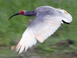 crested ibis 的图像结果