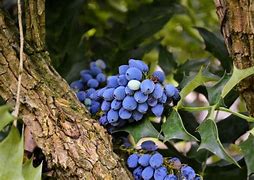 Image result for Blue Grape Tree