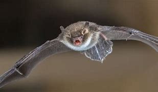 Image result for Bat Removal