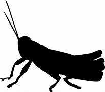 Image result for Cricket Insect Stencil