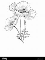 Image result for Cluster of Poppies