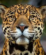 Image result for Wild Big Cats