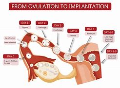 Image result for Placenta Implantation