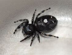 Image result for Yellow and Black Spiders in Minnesota