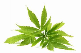 Image result for Cannibis Leaf Transparent Background