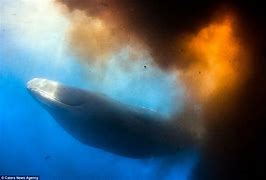 Image result for Whale Fart