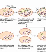Image result for Bacterial Artificial Chromosome