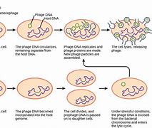 Image result for RNA vs DNA Virus