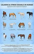 Image result for Horse Ear Signals