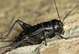 Image result for Cricket Animal in Hindi